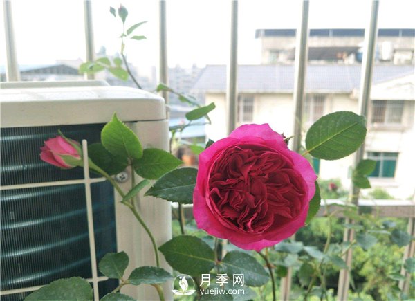 秋日胭脂月季，推荐特别香的切花月季(图1)