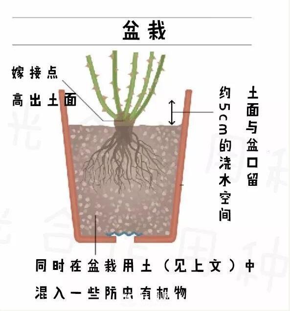 月季裸根苗的种植方法（详细图解）(图4)