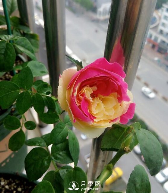 风月月季开花较勤的一款月季花(图2)