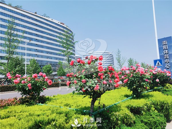 南阳月季树基地栽培技术分享(图2)