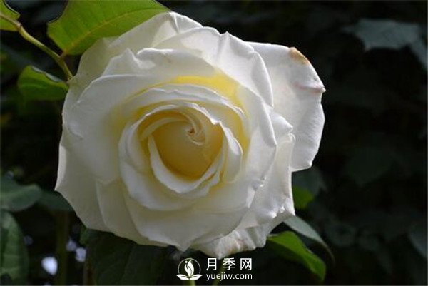 3月份月季花栽培与管理方法你知道吗？(图1)