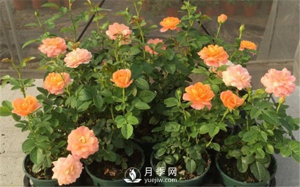 盆花月季换盆的方法和注意事项(图1)