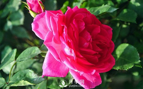 藤本月季大游行种植养护指南(图1)