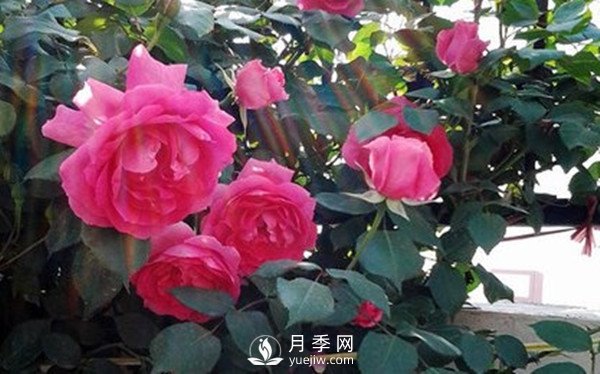 藤本月季大游行种植养护指南(图3)
