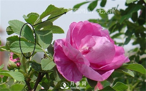 月季与玫瑰的区别(图集讲解)(图8)