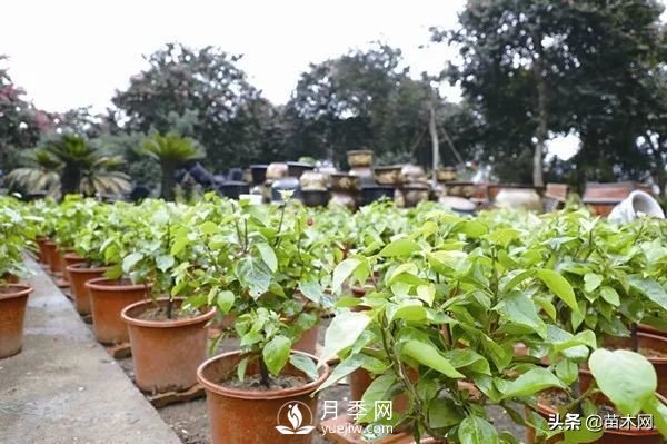 容器苗越来越炙手可热的原因(图4)