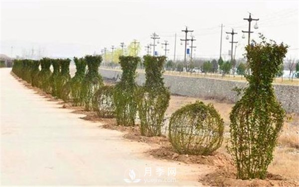 渭南引进南阳月季，强势打造马趵泉景区景观美化带(图4)