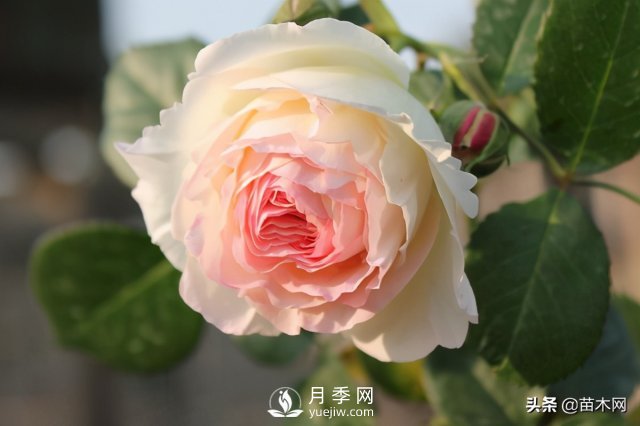 适合种在庭院中春季开花的苗木，月季让你的庭院更美丽(图1)