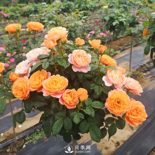 棒棒糖月季树基地批发价格(图4)
