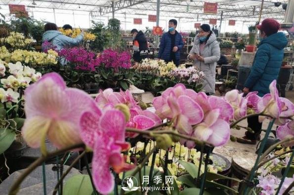 青岛花卉市场重开张，市民“捡漏”忙(图1)