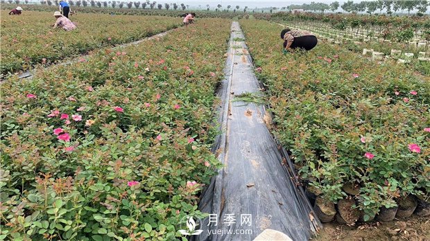 南阳树状月季培育介绍，盆花月季怎么养好(图1)