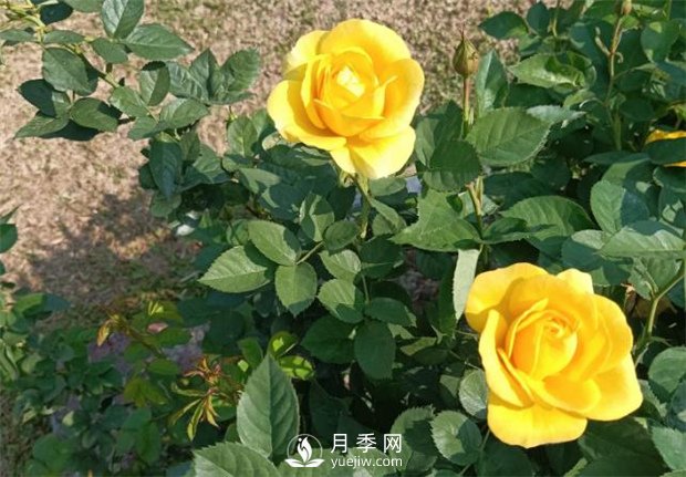 2021月季花展，深圳人民公园300多个月季品种期待……(图2)