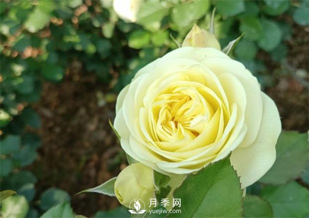 2021月季花展，深圳人民公园300多个月季品种期待……(图3)