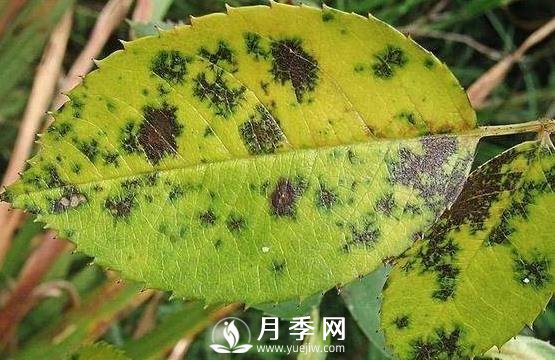 夏天月季出现黄叶的几个主要原因分析(图1)
