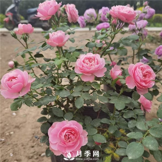 如何让花开不断？浇水修剪不可少，综合化管理(图1)