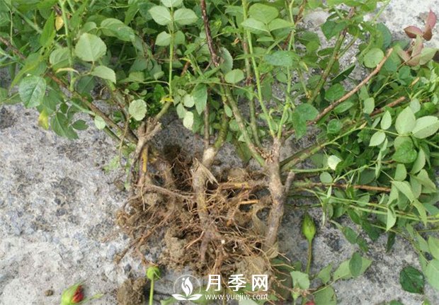 月季花不生根，或者生根比较弱(图1)
