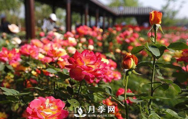 月季花被城市“相中” 城市因月季而更加温暖(图1)