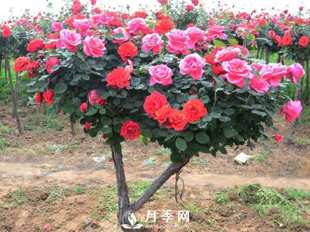 月季树装扮庭院 四季赏花  可好(图3)