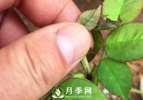 月季花嫩芽发黑咋了 80%的人都不知道(图1)