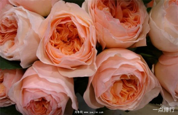 据说这是世界十大最美月季品种，你喜欢哪种？(图8)