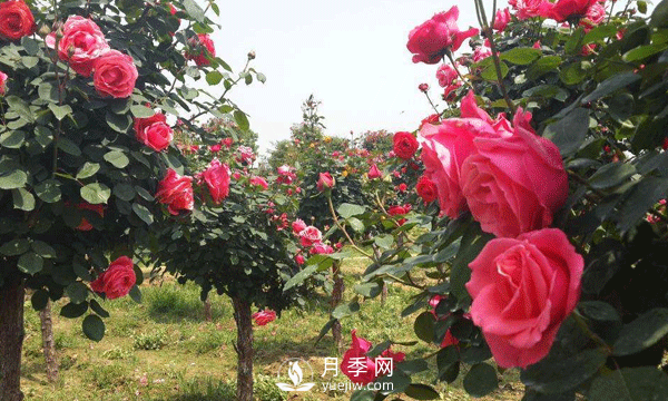 盆栽树状月季日常养护要及时修剪和预防病虫害(图1)