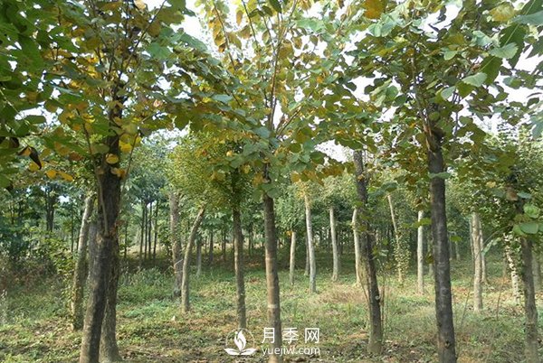 巨紫荆常见病虫害防治方法介绍(图1)