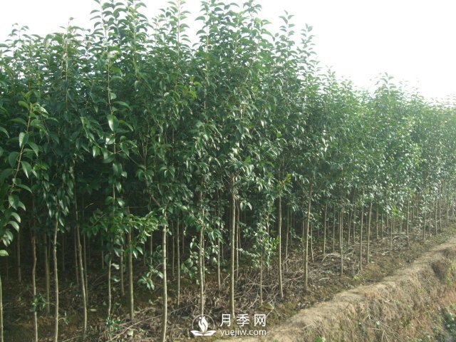 大叶女贞一般预防冻害的措施主要有八个点(图1)