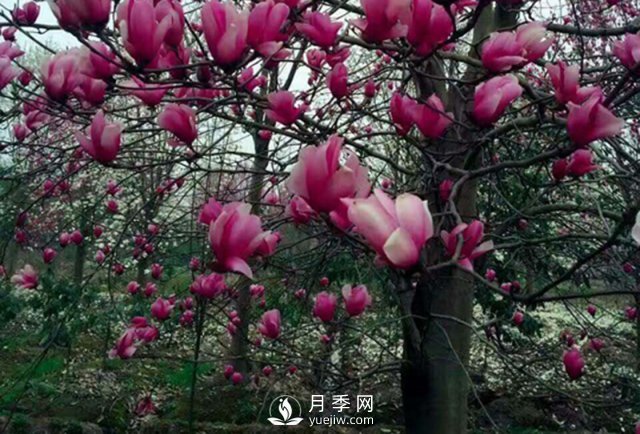 河南红玉兰树苗日常种植方法事项介绍(图1)