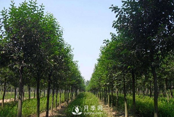 大叶女贞常见虫害及防治方法介绍(图1)