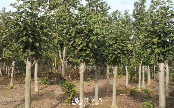 8-15公分红白黄玉兰量大，还有娇红一号，需要的朋友赶快联系哦(图1)