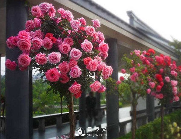 种植和管理树状月季中需要注意的几点，你知道吗？(图1)