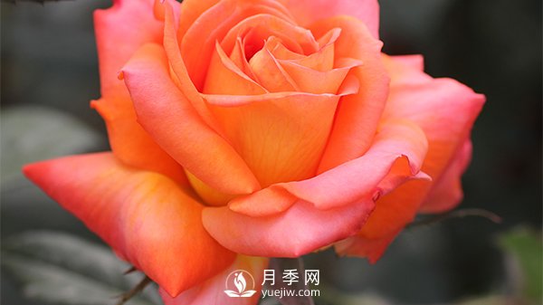 月季的播种育苗需要准备哪些内容？(图1)