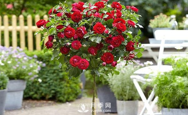 怎么正确修剪整形南阳月季树？(图1)