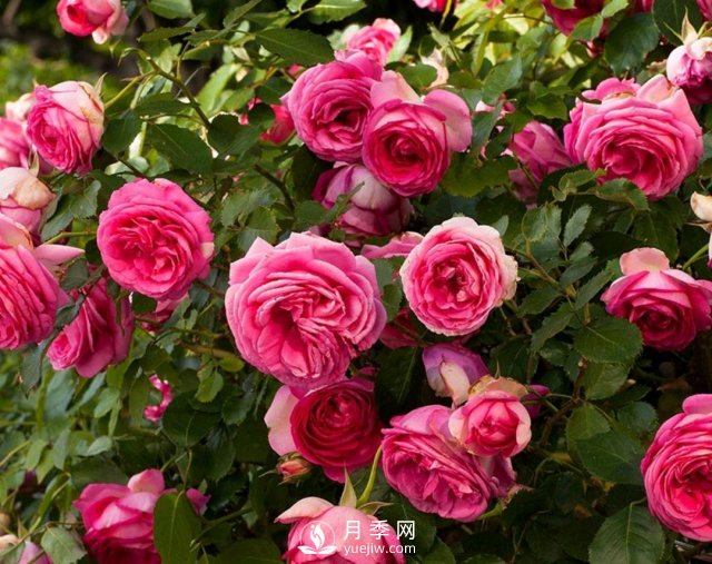 还没开春月季花就发芽了，可以放开养了吗？小心倒春寒(图3)