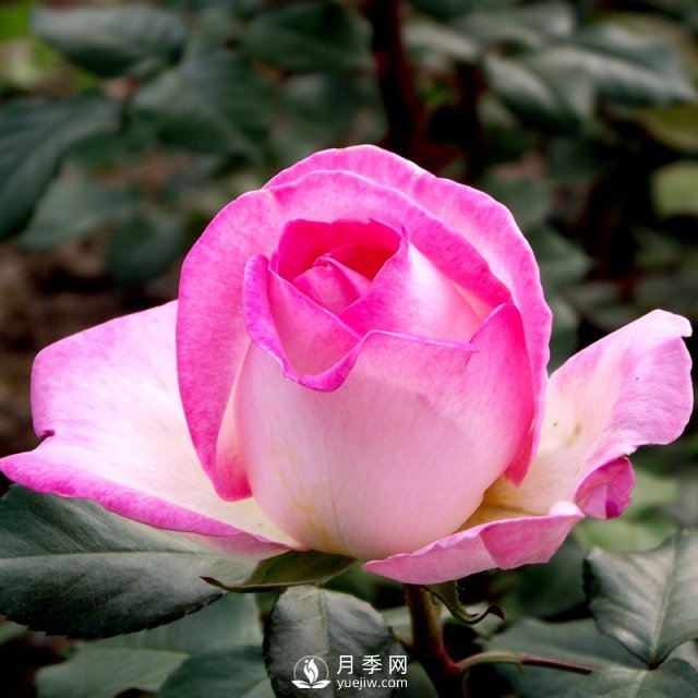 月季园的建造，月季培养怎么选地？(图1)