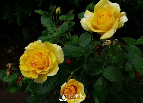 月季施硼肥促高产(图1)