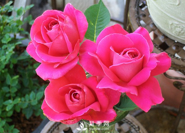 月季在冬天长笋芽好不好？应该如何处理？(图1)