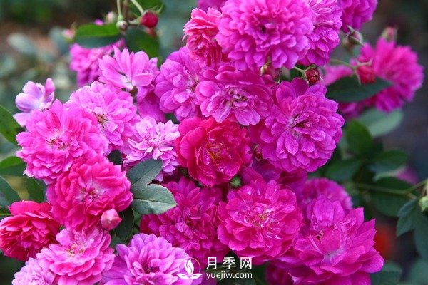 甜蜜马车月季Sweet Chariot推荐(图2)