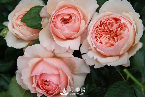 真宙月季masora推荐(图1)