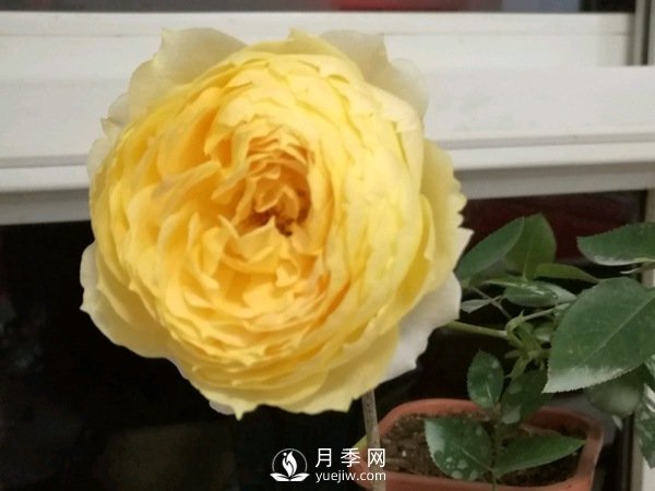 阳光古董月季Sunny Antike推荐(图1)