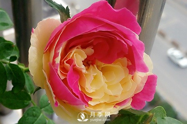 风月月季推荐(图2)