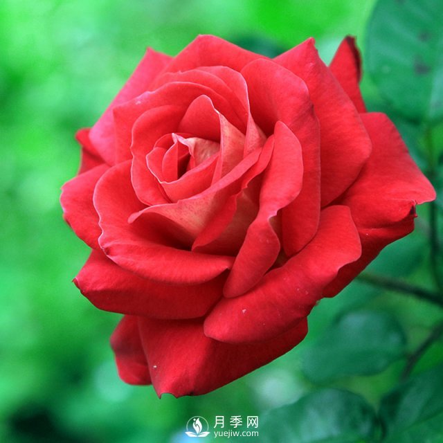 藤本月季几年能爬墙呢？(图1)