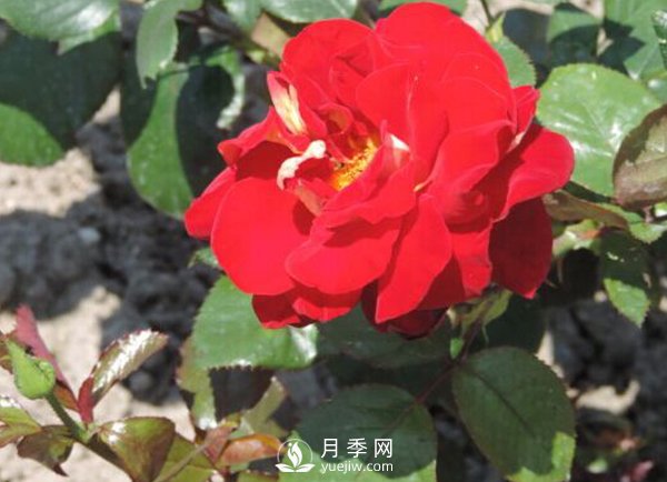 春棚月季管理技术要点是什么？(图1)