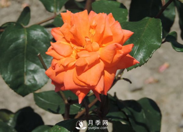 藤本月季根瘤病如何防治？(图1)