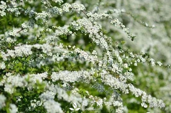 发展乡土特色花灌木，这10种是潜力股(图7)