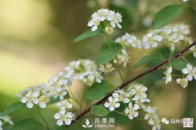 发展乡土特色花灌木，这10种是潜力股(图10)