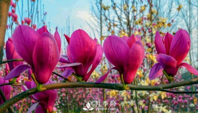 南阳南召：玉兰飘香溢山乡(图3)