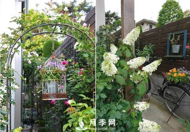 最耐阴的藤本月季，你知道吗(图1)