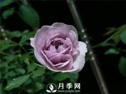 爆款月季“蓝色阴雨”，火遍网络(图1)