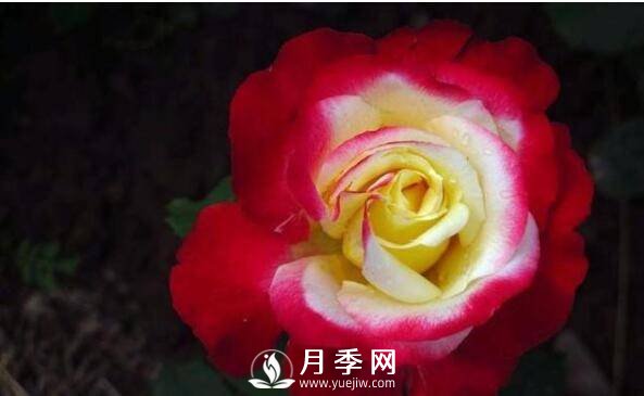 月季品种繁多，不过哪种月季花最香，你知道吗？(图2)